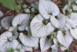 Бруннера крупнолистная Силвер Харт (Brunnera Silver Heart) Р9