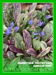 Живучка ползучая Дикси Чип