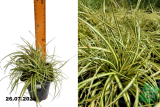 Осока охименская Максиголд (Carex oshimensis Maxigold) С2 лс