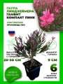 Гаура Линдхеймера Гамбит Компакт Пинк