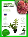 Гортензия метельчатая Петит Черри