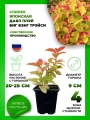 Спирея японская Дабл Плей Биг Бэнг Трейси