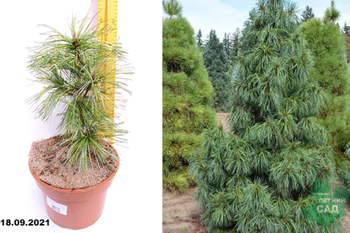 Үлпілдек бөкселердің жақыннан жасалған фотосуреттері Әйелі күйеуінің достары порно трахается