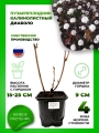Пузыреплодник калинолистный Диаболо