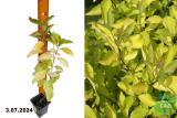 Дерен белый Ауреа (Cornus alba Aurea) Р9