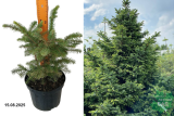 Ель сербская (Picea omorika) С3 аг