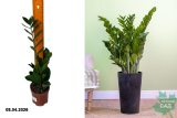 Замиокулкас Замифолия (Zamioculcas zamiifolia) Р10,5