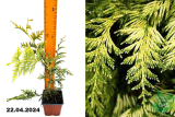 Туя складчатая Айриш Голд (Thuja plicata Irish Gold) Р9