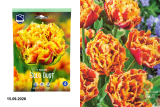 Тюльпан махровый Голд Даст (Tulipa fringed Gold Dust) 5шт/уп