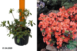 Азалия японская Гейша Оранж (Azalea japonica Geisha Orange) С2