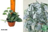 Сциндапсус Пиктус Сильвер Эн (Scindapsus pictus Silver Anna) Р11