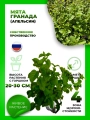 Мята Гранада