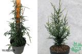 Секвойя вечнозеленая Лайтинг (Sequoia sempervirens Lightning) С5