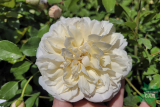 Роза английская Личфилд Энджел (Rose еnglish Lichfield Angel) С7