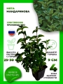 Мята Мандариновая