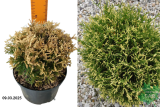 Туя западная Пикадилли (Thuja occidentalis Piccadilly) С7,5