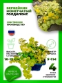 Вербейник монетчатый Голдилокс