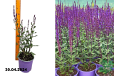 Шалфей дубравный Карадонна (Salvia nemorosa Caradonna) С2