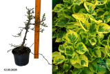 Гортензия черешковая Миранда (Hydrangea anomala Mirranda) С3