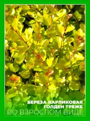 Береза карликовая Голден Трэже