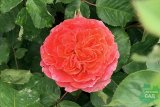Роза шраб Эмильен Гийо (Rosa Shrub Emilien Guillot) С6