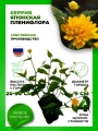 Керрия японская Пленифлора
