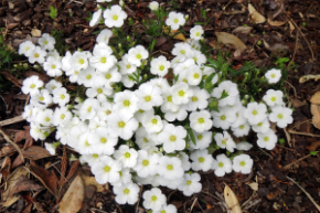 Arenaria blizzard