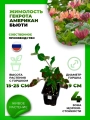 Жимолость Гекрота Американ Бьюти