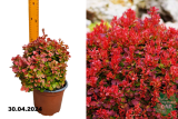 Барбарис Тунберга Лютин Руж (Berberis thunbergii Lutin Rouge) C2х