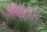 Полевичка видная (Eragrostis spectabilis) Р9