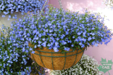 Лобелия ампельная ( Lobelia)