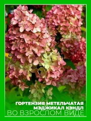 Гортензия метельчатая Мэджикал Кэндл