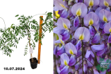 Глициния обильноцветущая Исай Перфект (Wisteria formosa Issai Perfect) С3