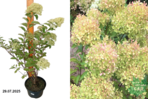 жемчужина фестваля гортензия