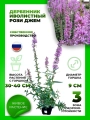 Дербенник иволистный Рози Джем
