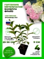 Гортензия метельчатая Ванилла Фрайз