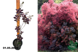 Скумпия кожевенная Ройял Пурпл (Cotinus coggygria Royal Purple) С3