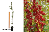 Облепиха Шефердия (Shepherdia argentea) С2,5
