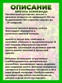 Вейгела цветущая Олимпиада
