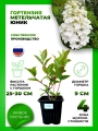 Гортензия метельчатая Юник
