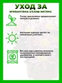 Хризантема крупноцветковая Сплэш Интенс