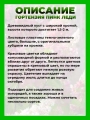 Гортензия метельчатая Пинк Леди