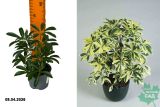 Шефлера Мундроп (Schefflera arboricola Moondrop) Р8,5