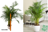 Пальма Арека (Areca) Р24