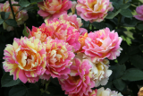 Роза шраб Роуз де Систерсьан (Rosa Shrub des Cisterciens) ОКС