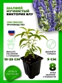Шалфей мучнистый Виктория Блу