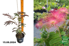 Альбиция ленкоранская С3 Аг.