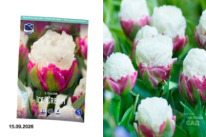тюльпан айс крим