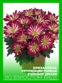 Хризантема крупноцветковая Рейнбоу Диззи