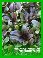 Живучка ползучая Чоколейт Чипс